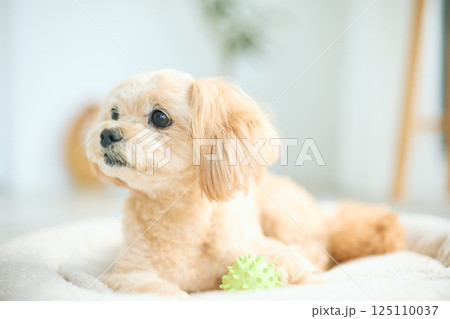 自宅でくつろぐトイプードル 自宅でくつろぐトイプードル 125110037