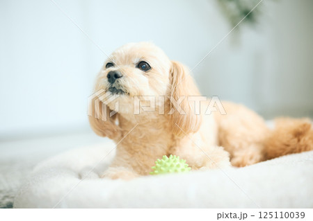 自宅でくつろぐトイプードル 125110039