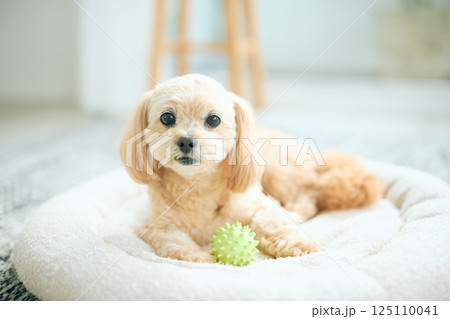 自宅でくつろぐトイプードル 125110041