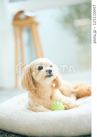 自宅でくつろぐトイプードル 125110047