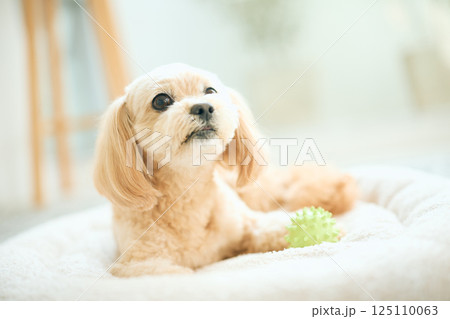 自宅でくつろぐトイプードル 125110063