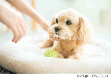 自宅でくつろぐトイプードル 125110071