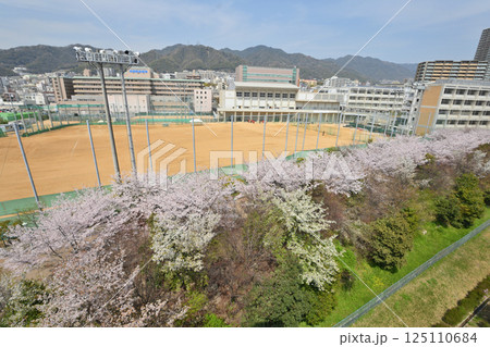 神戸市立科学技術高等学校沿いの桜 神戸市立科学技術高等学校沿いの桜 125110684