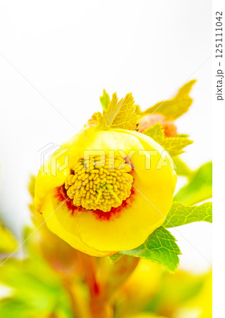 家の周りの草花　四季の色々　早春の彩どり　寒風に耐えてクリスマスローズの色鮮やかな花が咲いています 125111042