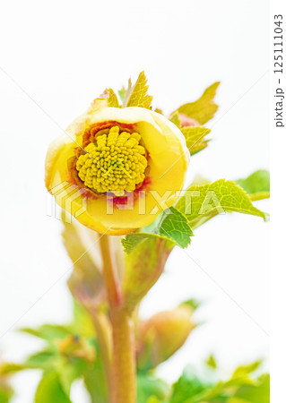 家の周りの草花　四季の色々　早春の彩どり　寒風に耐えてクリスマスローズの色鮮やかな花が咲いています 125111043