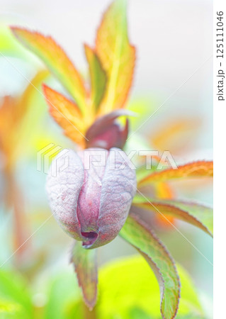 家の周りの草花 四季の色々 早春の彩どり 寒風に耐えてクリスマスローズの色鮮やかな花が咲いています 家の周りの草花 四季の色々 早春の彩どり 寒風に耐えてクリスマスローズの色鮮やかな花が咲いています 125111046