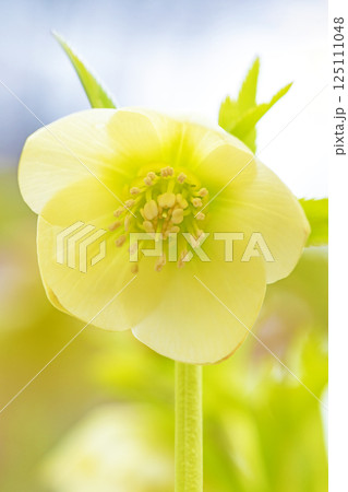 家の周りの草花　四季の色々　早春の彩どり　寒風に耐えてクリスマスローズの色鮮やかな花が咲いています 125111048
