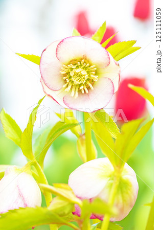 家の周りの草花 四季の色々 早春の彩どり 寒風に耐えてクリスマスローズの色鮮やかな花が咲いています 家の周りの草花 四季の色々 早春の彩どり 寒風に耐えてクリスマスローズの色鮮やかな花が咲いています 125111059