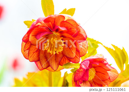 家の周りの草花　四季の色々　早春の彩どり　寒風に耐えてクリスマスローズの色鮮やかな花が咲いています 125111061