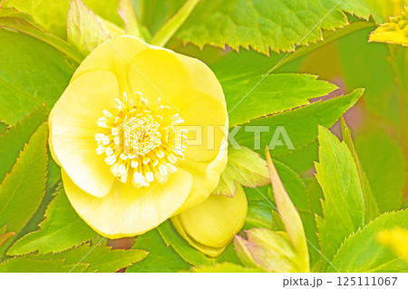 家の周りの草花　四季の色々　早春の彩どり　寒風に耐えてクリスマスローズの色鮮やかな花が咲いています 125111067