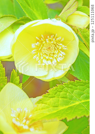 家の周りの草花 四季の色々 早春の彩どり 寒風に耐えてクリスマスローズの色鮮やかな花が咲いています 家の周りの草花 四季の色々 早春の彩どり 寒風に耐えてクリスマスローズの色鮮やかな花が咲いています 125111068