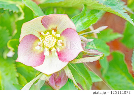 家の周りの草花 四季の色々 早春の彩どり 寒風に耐えてクリスマスローズの色鮮やかな花が咲いています 家の周りの草花 四季の色々 早春の彩どり 寒風に耐えてクリスマスローズの色鮮やかな花が咲いています 125111072