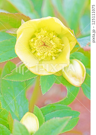 家の周りの草花 四季の色々 早春の彩どり 寒風に耐えてクリスマスローズの色鮮やかな花が咲いています 家の周りの草花 四季の色々 早春の彩どり 寒風に耐えてクリスマスローズの色鮮やかな花が咲いています 125111075