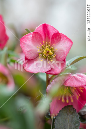 家の周りの草花 四季の色々 早春の彩どり 寒風に耐えてクリスマスローズの色鮮やかな花が咲いています 家の周りの草花 四季の色々 早春の彩どり 寒風に耐えてクリスマスローズの色鮮やかな花が咲いています 125111087