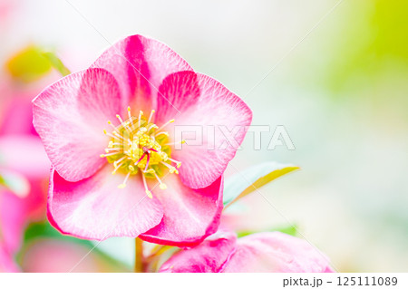 家の周りの草花 四季の色々 早春の彩どり 寒風に耐えてクリスマスローズの色鮮やかな花が咲いています 家の周りの草花 四季の色々 早春の彩どり 寒風に耐えてクリスマスローズの色鮮やかな花が咲いています 125111089