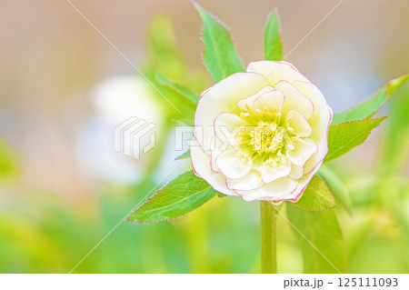 家の周りの草花 四季の色々 早春の彩どり 寒風に耐えてクリスマスローズの色鮮やかな花が咲いています 家の周りの草花 四季の色々 早春の彩どり 寒風に耐えてクリスマスローズの色鮮やかな花が咲いています 125111093