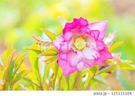家の周りの草花　四季の色々　早春の彩どり　寒風に耐えてクリスマスローズの色鮮やかな花が咲いています 125111104