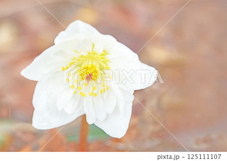 家の周りの草花　四季の色々　早春の彩どり　寒風に耐えてクリスマスローズの色鮮やかな花が咲いています 125111107