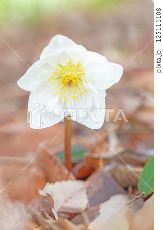 家の周りの草花 四季の色々 早春の彩どり 寒風に耐えてクリスマスローズの色鮮やかな花が咲いています 家の周りの草花 四季の色々 早春の彩どり 寒風に耐えてクリスマスローズの色鮮やかな花が咲いています 125111108