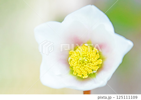 家の周りの草花 四季の色々 早春の彩どり 寒風に耐えてクリスマスローズの色鮮やかな花が咲いています 家の周りの草花 四季の色々 早春の彩どり 寒風に耐えてクリスマスローズの色鮮やかな花が咲いています 125111109