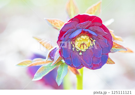家の周りの草花 四季の色々 早春の彩どり 寒風に耐えてクリスマスローズの色鮮やかな花が咲いています 家の周りの草花 四季の色々 早春の彩どり 寒風に耐えてクリスマスローズの色鮮やかな花が咲いています 125111121