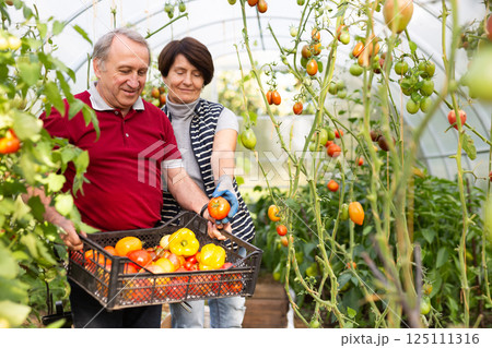 Elderly couple harvests ripe tomatoes and bell peppers in greenhouse 125111316