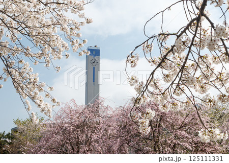満開の桜に包まれる 満開の桜に包まれる 125111331