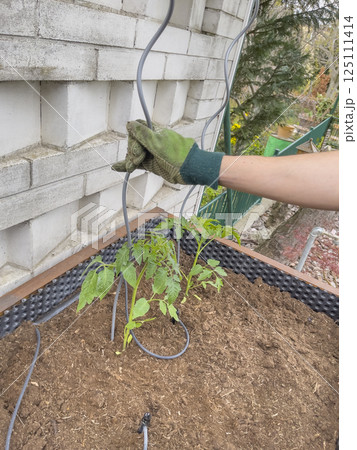 Human hands installing drip irrigation for young tomato plant. Close-up. Concept of economical agriculture. 125111414