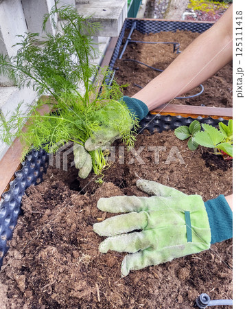 Planting dill. Male hands in gloves transplant dill seedling from a pot into open ground. Healthy herbs concept. Planting dill. Male hands in gloves transplant dill seedling from a pot into open ground. Healthy herbs concept. 125111418