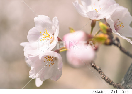 山原堤で見た桜の花びら 山原堤で見た桜の花びら 125111539