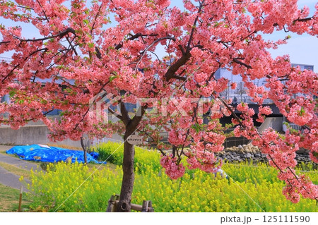 西郷川河口公園（河津桜と菜の花）＜兵庫県神戸市灘区＞ 125111590