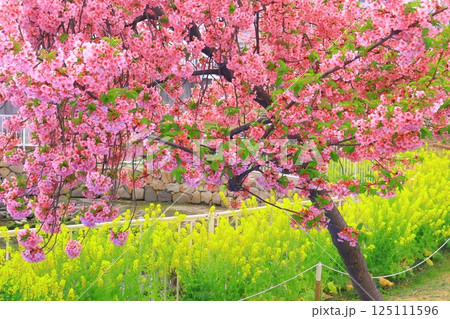 西郷川河口公園(河津桜)<兵庫県神戸市灘区> 西郷川河口公園(河津桜)<兵庫県神戸市灘区> 125111596