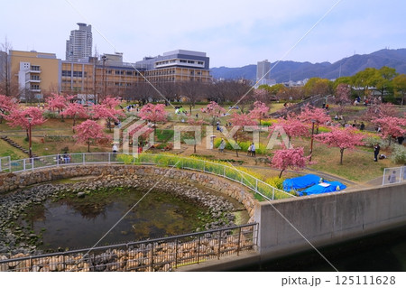西郷川河口公園（河津桜）＜兵庫県神戸市灘区＞ 125111628