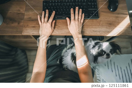 hands typing on a keyboard with a dog curious japanese chin peeking from beneath, concept of work from home with pets hands typing on a keyboard with a dog curious japanese chin peeking from beneath, concept of work from home with pets 125111861