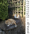 2匹の猫 125112112