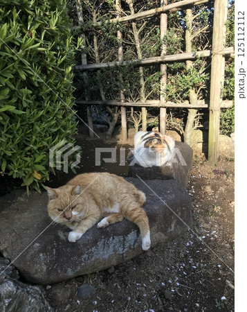 2匹の猫 125112112