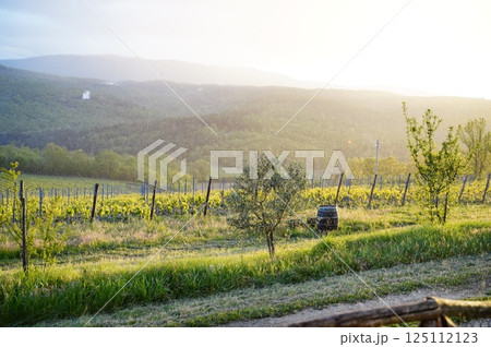Vineyard at Sunset with Gentle Rainfall Vineyard at Sunset with Gentle Rainfall 125112123