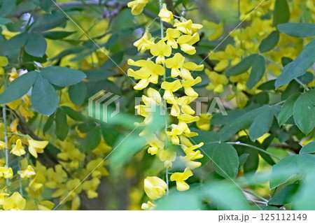 鮮やかに美しく咲くキバナフジの花 125112149