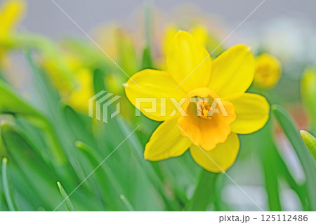 家の周りの草花　四季の色々　早春の白い妖精　白い水仙の花が咲きました 125112486