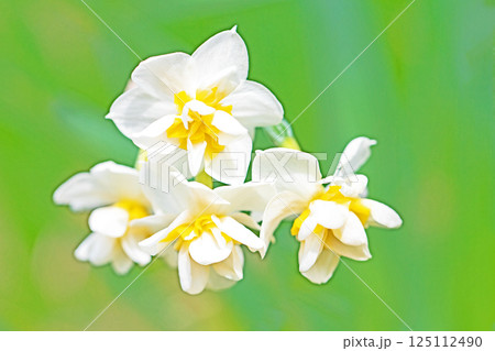 家の周りの草花　四季の色々　早春の白い妖精　白い水仙の花が咲きました 125112490