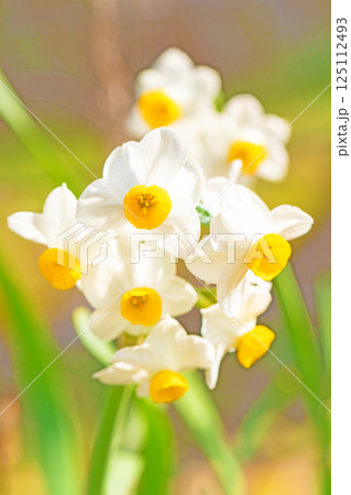 家の周りの草花　四季の色々　早春の白い妖精　白い水仙の花が咲きました 125112493