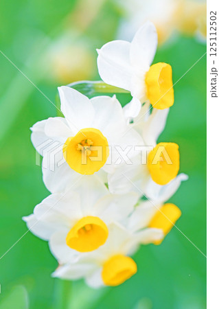 家の周りの草花　四季の色々　早春の白い妖精　白い水仙の花が咲きました 125112502