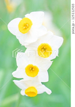 家の周りの草花 四季の色々 早春の白い妖精 白い水仙の花が咲きました 家の周りの草花 四季の色々 早春の白い妖精 白い水仙の花が咲きました 125112503