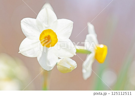 家の周りの草花　四季の色々　早春の白い妖精　白い水仙の花が咲きました 125112511