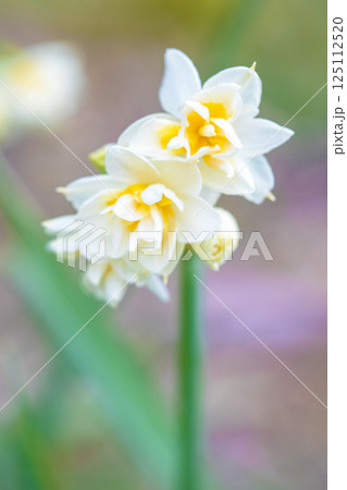 家の周りの草花　四季の色々　早春の白い妖精　白い水仙の花が咲きました 125112520