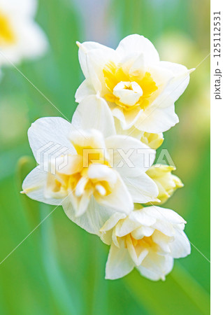 家の周りの草花 四季の色々 早春の白い妖精 白い水仙の花が咲きました 家の周りの草花 四季の色々 早春の白い妖精 白い水仙の花が咲きました 125112531