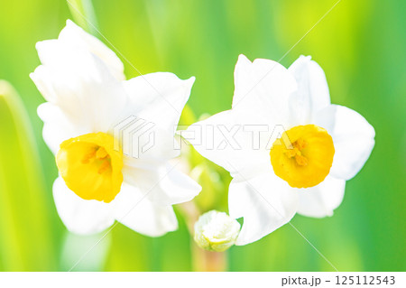 家の周りの草花 四季の色々 早春の白い妖精 白い水仙の花が咲きました 家の周りの草花 四季の色々 早春の白い妖精 白い水仙の花が咲きました 125112543