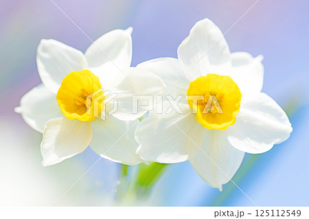 家の周りの草花 四季の色々 早春の白い妖精 白い水仙の花が咲きました 家の周りの草花 四季の色々 早春の白い妖精 白い水仙の花が咲きました 125112549