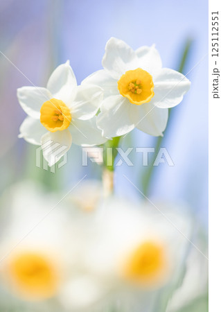 家の周りの草花 四季の色々 早春の白い妖精 白い水仙の花が咲きました 家の周りの草花 四季の色々 早春の白い妖精 白い水仙の花が咲きました 125112551