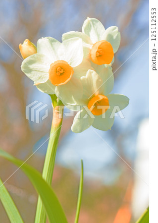 家の周りの草花 四季の色々 早春の白い妖精 白い水仙の花が咲きました 家の周りの草花 四季の色々 早春の白い妖精 白い水仙の花が咲きました 125112553